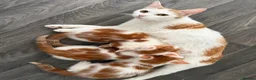 Mixed Breed cats for sale: X2 male ginger & white kittens  - Advert 10