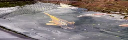 Koi Carp fish for sale: Mixture of 8 Carp Fish in Birmingham - Advert 4