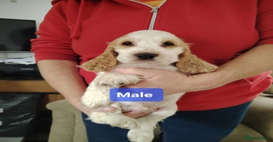 Cocker Spaniel dogs - Advert 3