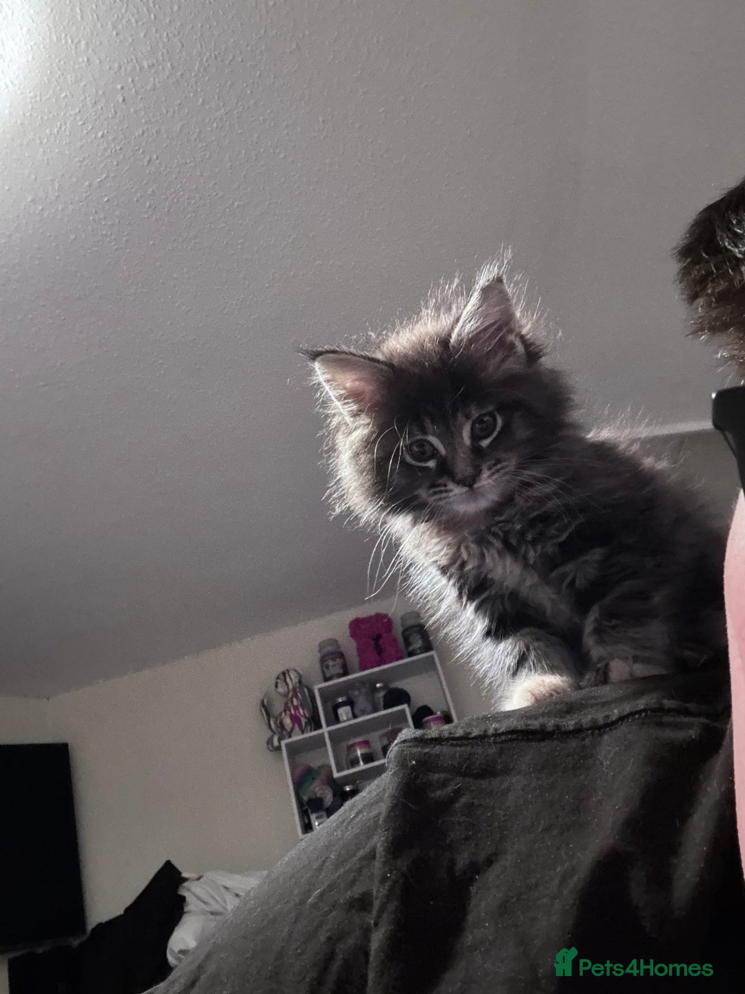 Maine Coon cats for sale: Mainecoon little lady ready for new home - Advert 10