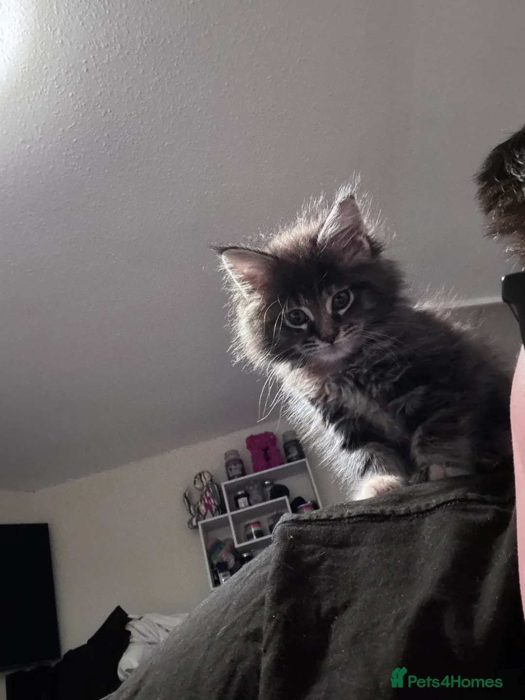 Maine Coon cats for sale: Mainecoon little lady ready for new home - Advert 10