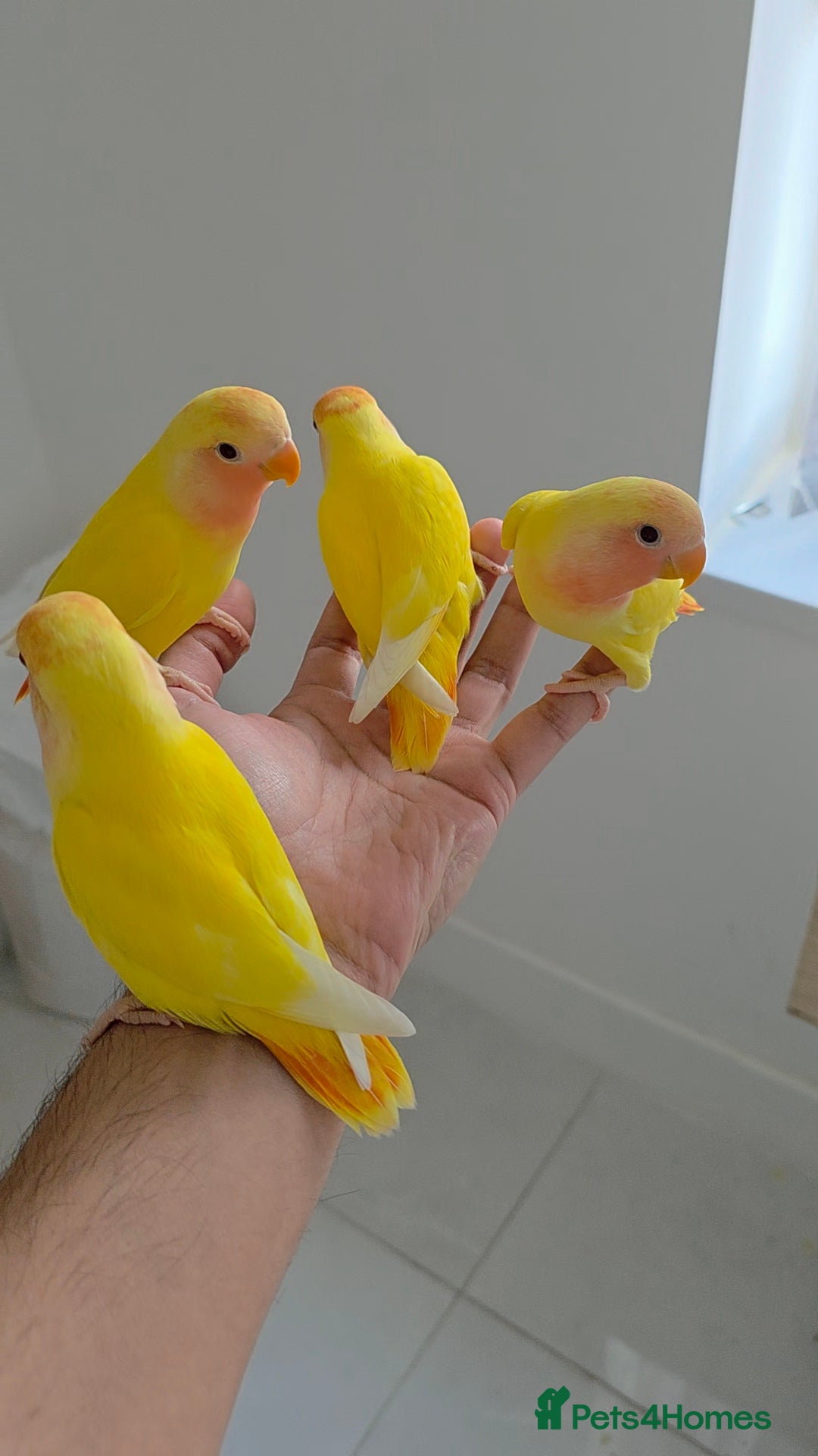 Lovebirds birds for sale: Beautiful tame, hand-reared baby peachface - Advert 1