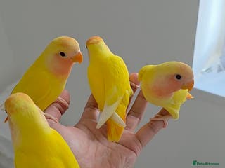 Lovebirds birds Beautiful tame, hand-reared baby peachface - Advert 4
