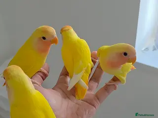 Lovebirds birds Beautiful tame, hand-reared baby peachface - Advert 7