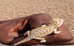 Bearded Dragon reptiles for sale: Baby bearded dragons - Image 1