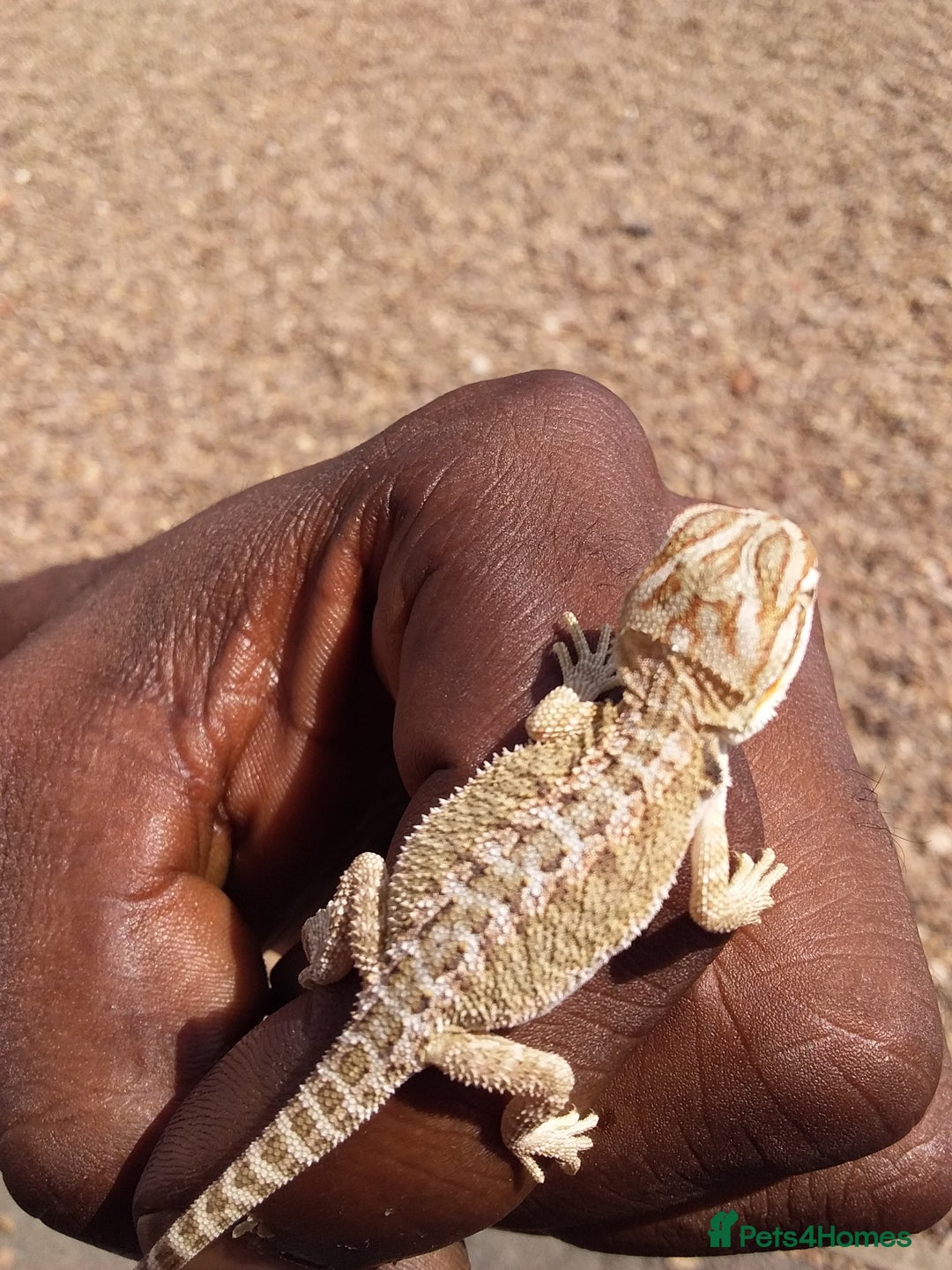 Bearded Dragon reptiles for sale: Baby bearded dragons - Image 1