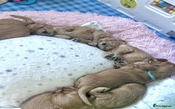 Cocker Spaniel dogs for sale: Top Quality KC Show Cockers FN PRCD-PRA CLEAR - Image 26