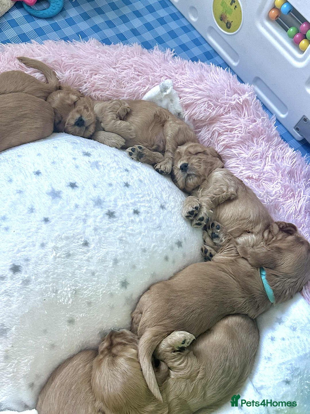 Cocker Spaniel dogs for sale: Top Quality KC Show Cockers FN PRCD-PRA CLEAR - Image 26