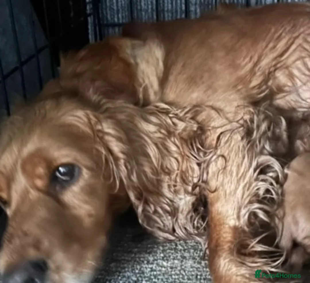 Cockapoo dogs for sale: Beautiful cockapoo puppies - Advert 2