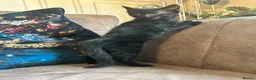 Maine Coon cats for sale:  Maine Coon X ready NOW - Advert 12