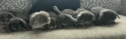 Mini Lop rabbits for sale: Very cute blue otter mini lops 8 weeks old - Advert 1