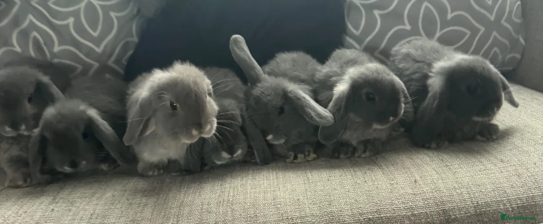 Mini Lop rabbits for sale: Very cute blue otter mini lops 8 weeks old - Advert 1