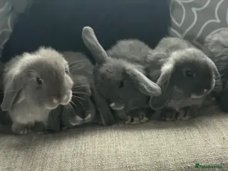 Mini Lop rabbits for sale: Very cute blue otter mini lops 8 weeks old - Advert 2