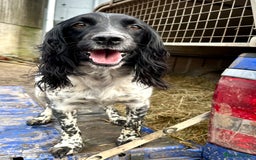 Mixed Breed dogs for sale: Gorgeous litter of 8 x F1 Sprocker Spaniels - Image 6