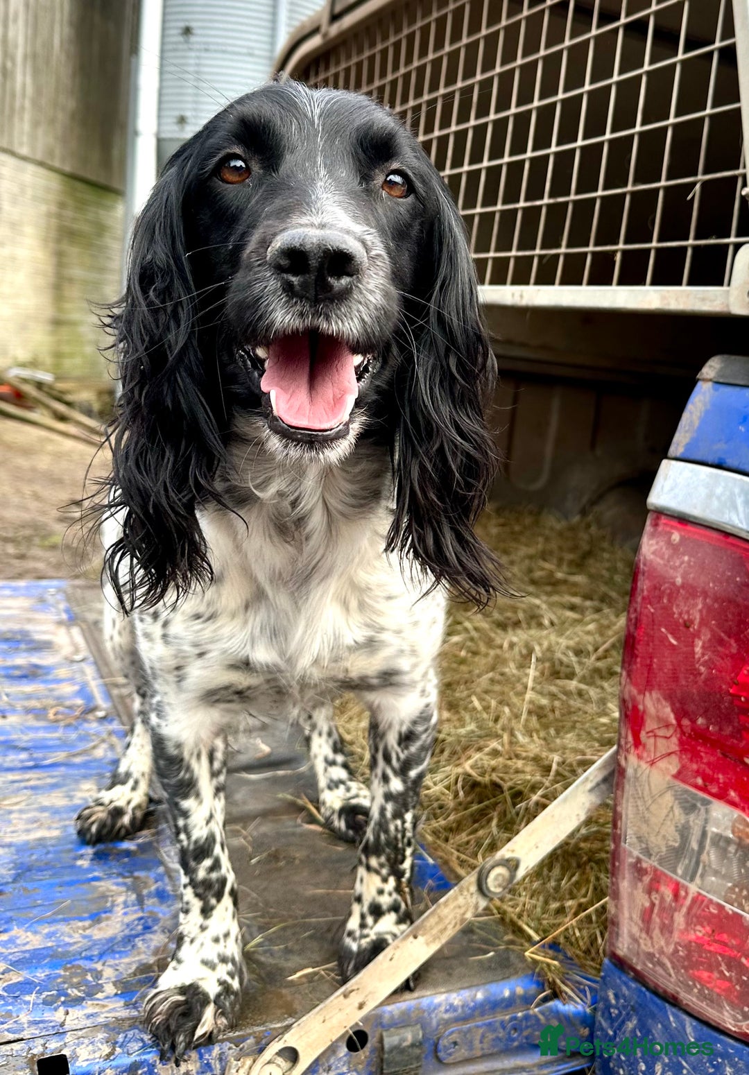 Mixed Breed dogs for sale: Gorgeous litter of 8 x F1 Sprocker Spaniels - Image 6