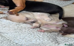 Chihuahua dogs for sale: Chihuahua Puppies For Sale! - Image 2