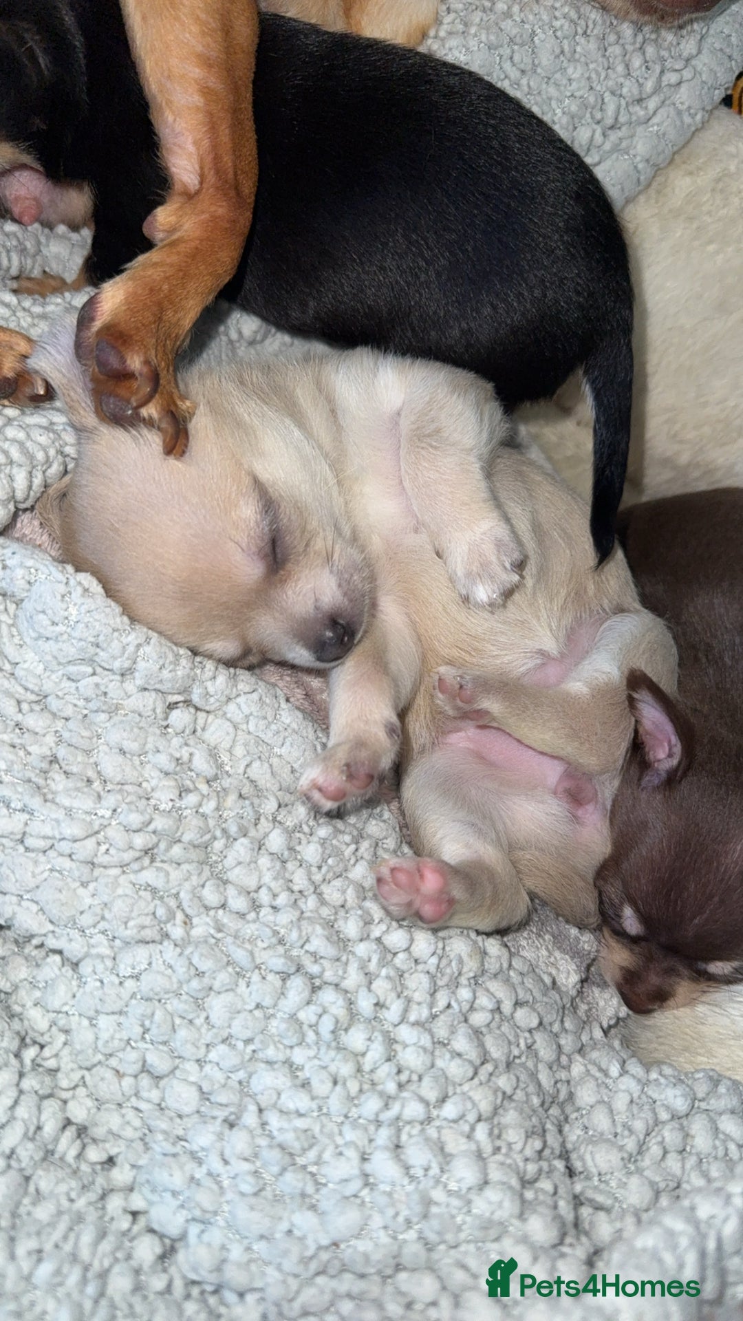 Chihuahua dogs for sale: Chihuahua Puppies For Sale! - Image 2