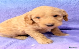 Mini Goldendoodle dogs for sale: Gorgeous Mini Goldendoodles By Therapy Asst Mom - Image 19