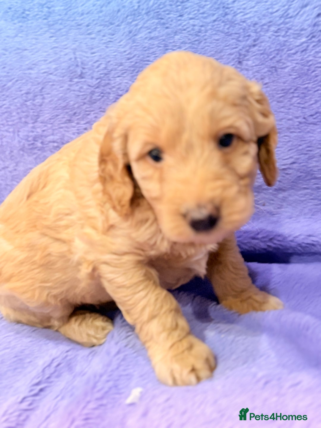 Mini Goldendoodle dogs for sale: Gorgeous Mini Goldendoodles By Therapy Asst Mom - Image 19