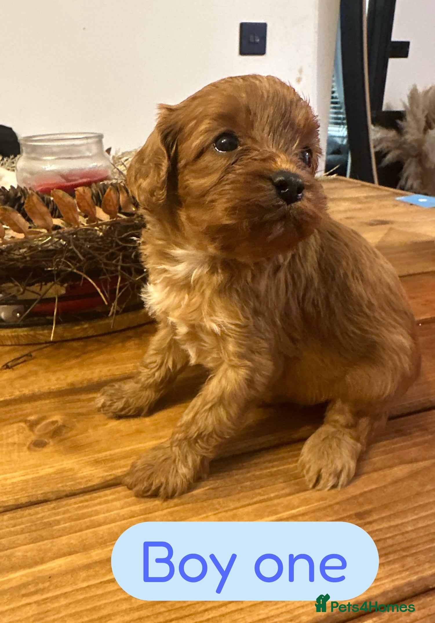 Cavapoo dogs ** DNA 🧬 CLEAR RED CAVAPOO PUPPIES ** - Advert 2