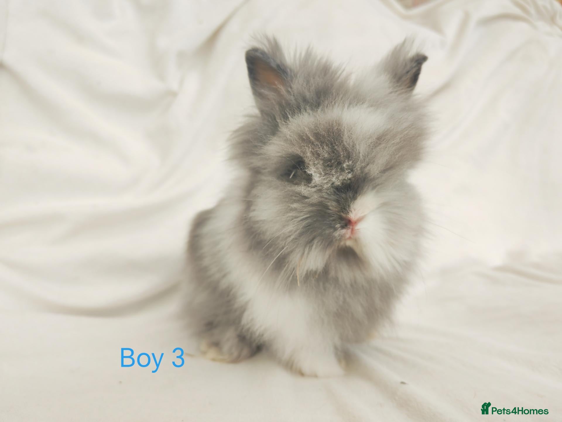 Lionhead rabbits Double mane lionhead rabbits - Advert 1