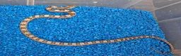 Rat Snake reptiles for sale: Hatchling Grey Rat Snakes  - Advert 5
