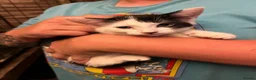 Mixed Breed cats for sale: Friendly farm kittens - Advert 3