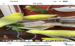 Budgerigars birds for sale: Budgies for sale - Image 3