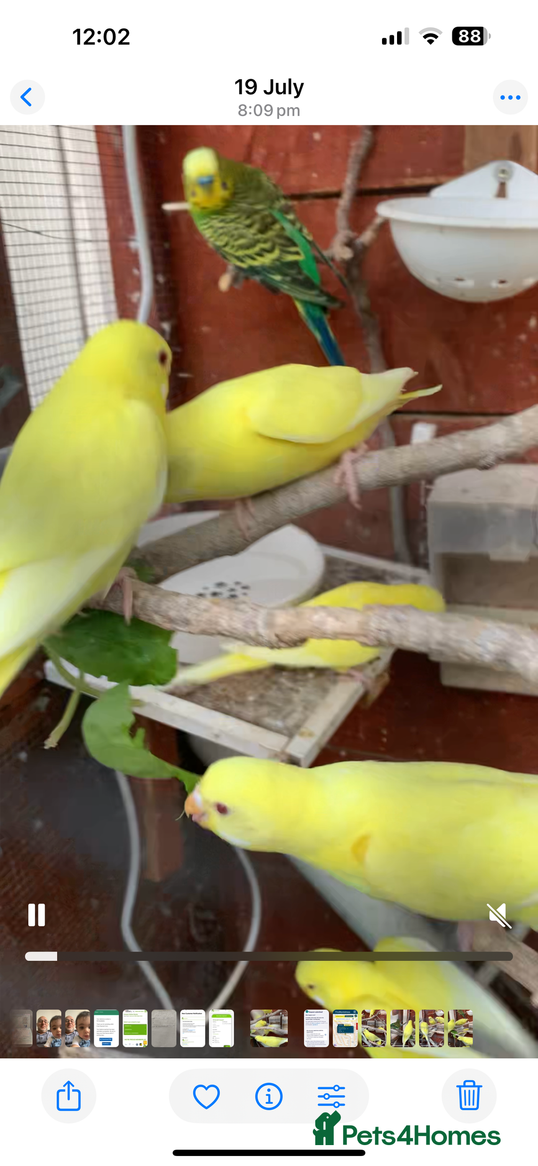 Budgerigars birds for sale: Budgies for sale - Image 3
