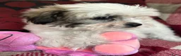 Mixed Breed dogs for sale: shichon x maltese puppies for sale  - Advert 19