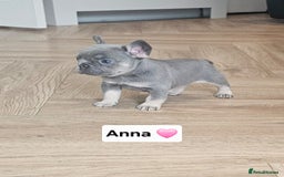 French Bulldog dogs for sale: French bulldog pups - Image 10