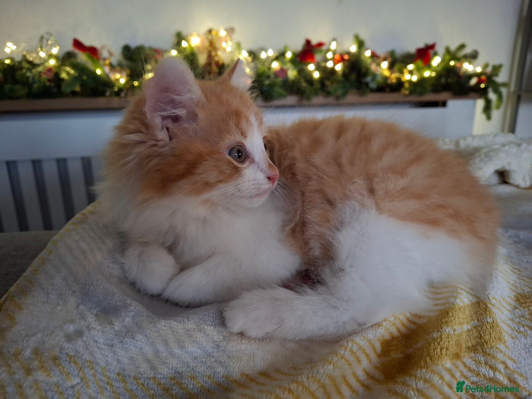 Maine Coon cats for sale: Beautiful Part Maine Coon/Ragdoll Long Haired Male - Advert 13