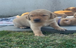 Labrador Retriever dogs for sale: Fox Red litter born 5th August - Image 14