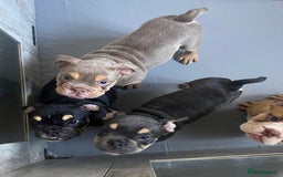 English Bulldog dogs for sale: Pedigree English bulldogs top-lines (7 weeks old)  - Image 23