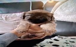 Shih Tzu dogs for sale: Imperial shishi shih tzu - Image 9