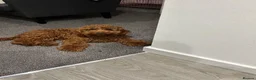 Cockapoo dogs for sale: Lovely Red Cockapoo  in Halstead - Advert 4