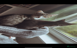 Mixed Breed cats for sale: Two male kittens 6 months old  - Image 1