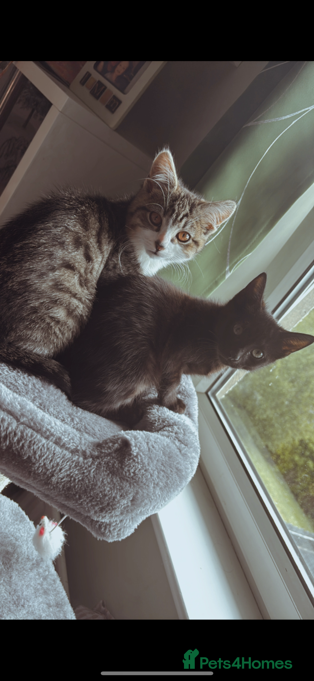 Mixed Breed cats for sale: Two male kittens 6 months old  - Image 1