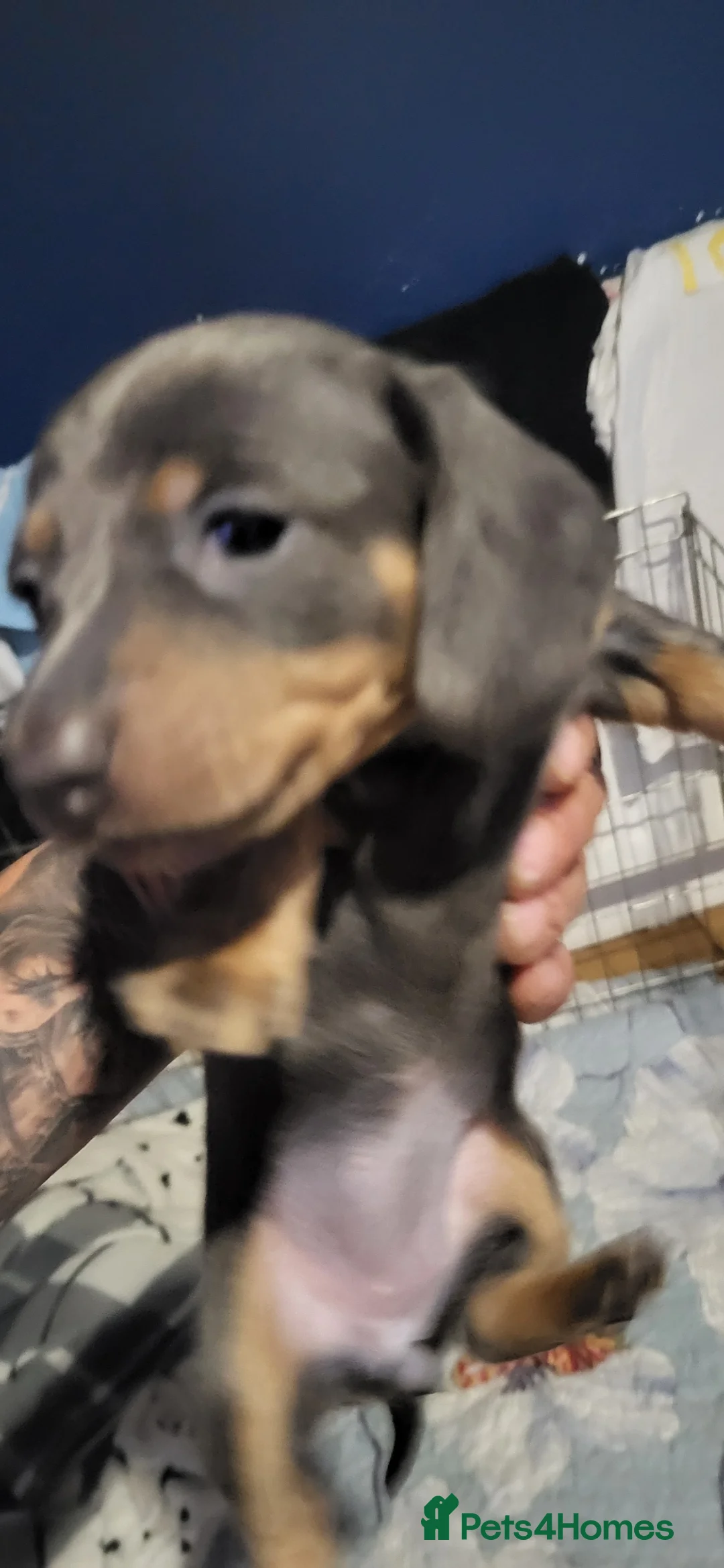 Miniature Dachshund dogs for sale: 3 female miniture dashunds for sale - Advert 1