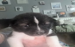 Akita dogs for sale: Akita pups Ready to leave 1st August  in Runcorn - Image 23