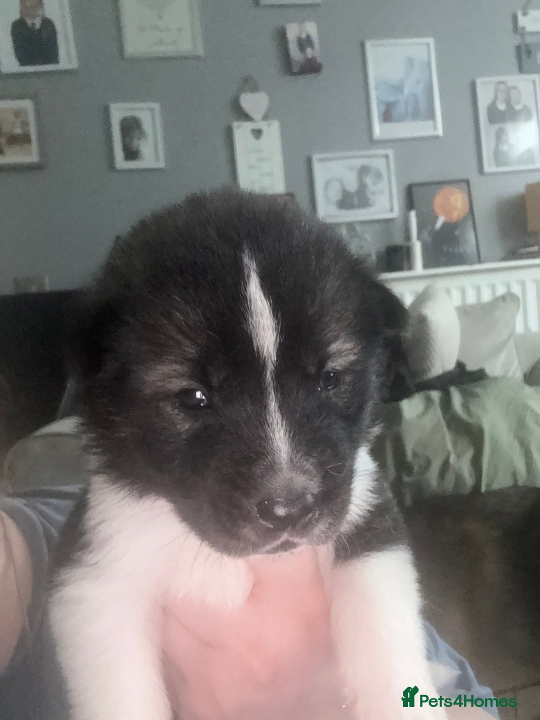 Akita dogs for sale: Akita pups Ready to leave 1st August  in Runcorn - Image 23