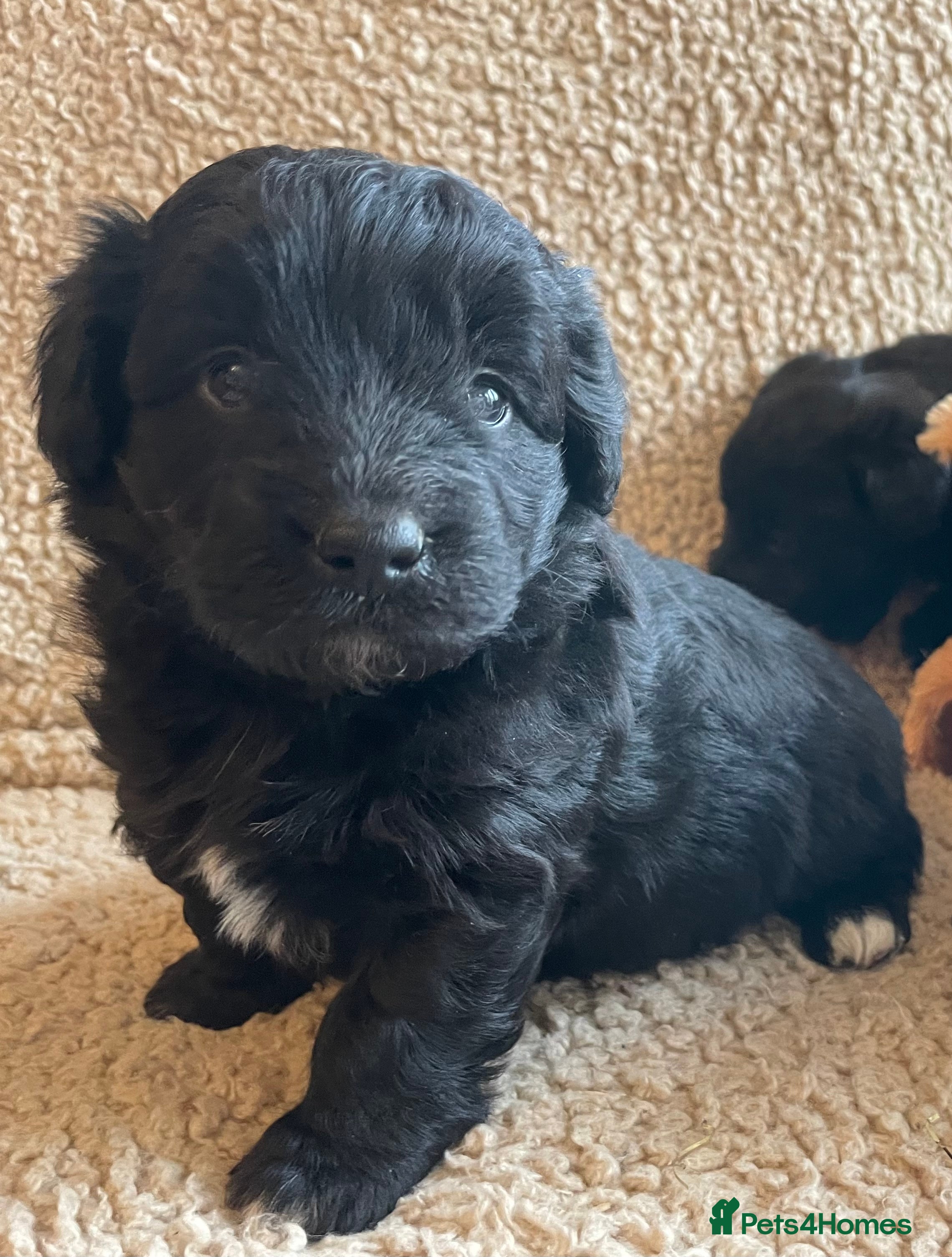 Mixed Breed dogs Corgipoo 🐾🐶 - Advert 3