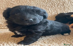 Mixed Breed dogs for sale: Corgipoo 🐾🐶 - Advert 1