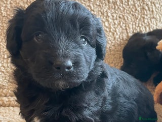 Mixed Breed dogs Corgipoo 🐾🐶 - Advert 1