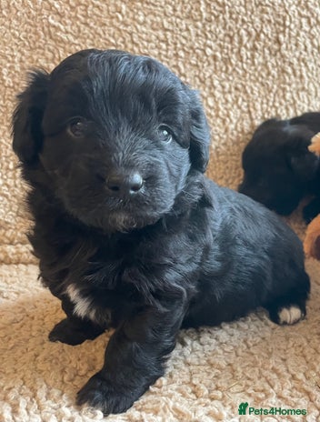 Mixed Breed dogs Corgipoo 🐾🐶 - Advert 2