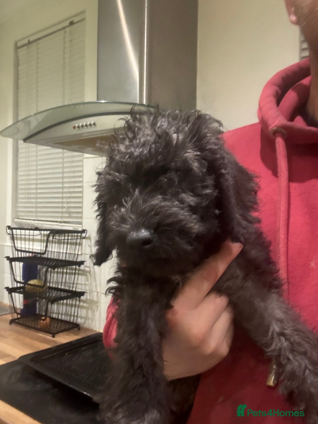 Bedlington Terrier dogs for sale: Bedlington terrier puppies  - Advert 11