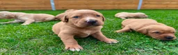 Goldador dogs for sale: Beautiful Golden Goldador Babies 🐾🐾🐾 - Advert 17