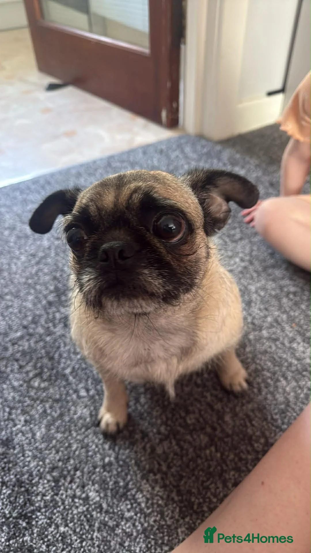Puggle dogs for sale: Mabel in Telford - Advert 2