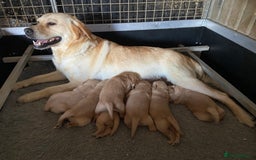 Goldador dogs for sale: Golden Goldador Puppies - Image 1