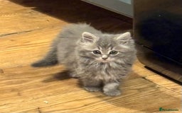 Mixed Breed cats for sale: Three Cute Kittens Available  - Advert 7